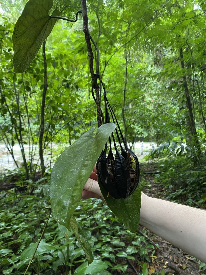 Aristolochia constricta photo 5