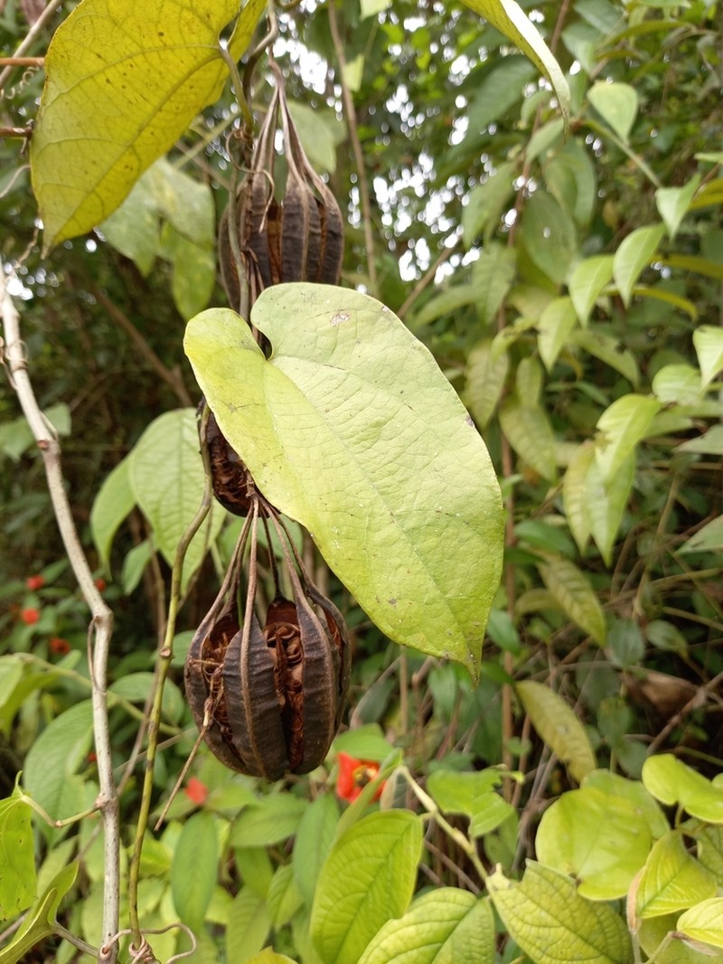 Aristolochia constricta photo 6