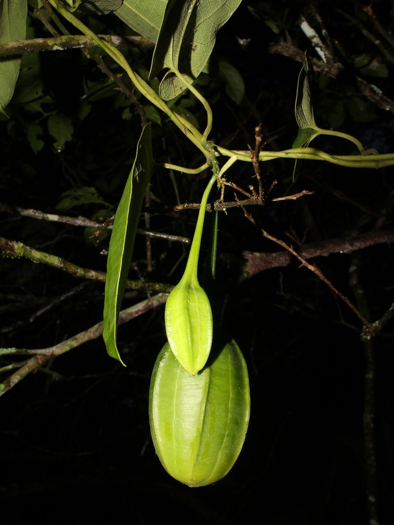 Aristolochia constricta photo 7