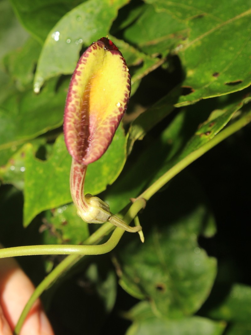 Aristolochia constricta photo 8