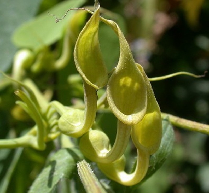 Aristolochia contorta photo 2