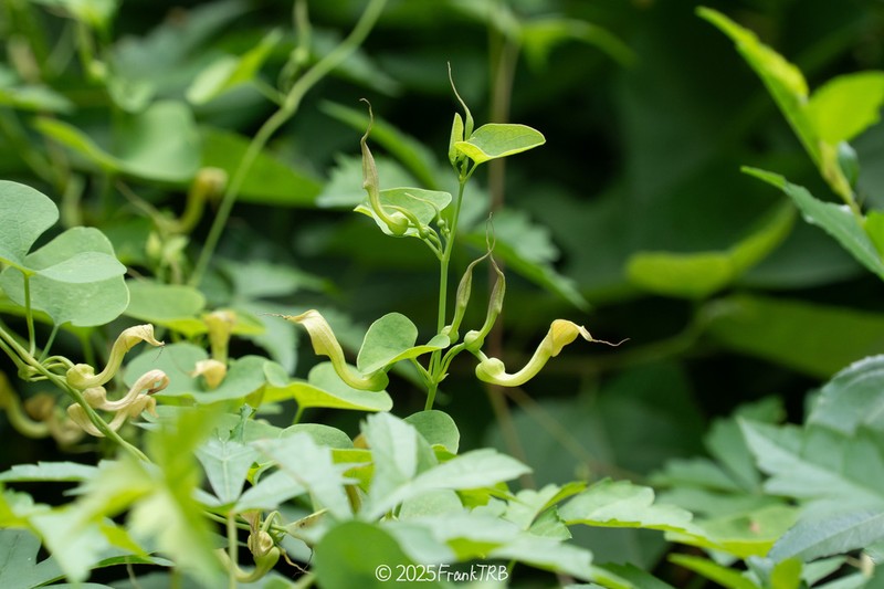 Aristolochia contorta photo 4