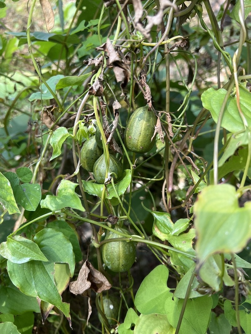 Aristolochia contorta photo 6