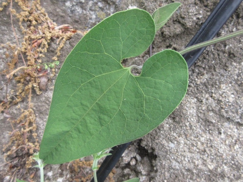 Aristolochia contorta photo 7