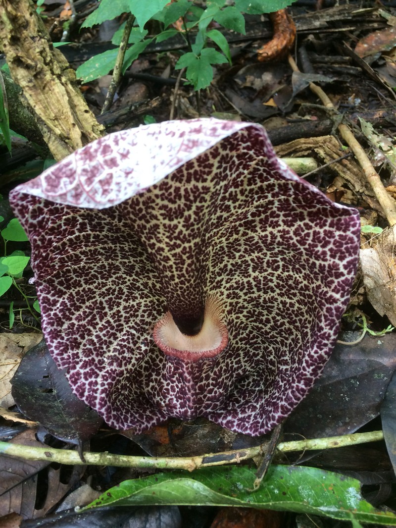 Aristolochia cordiflora