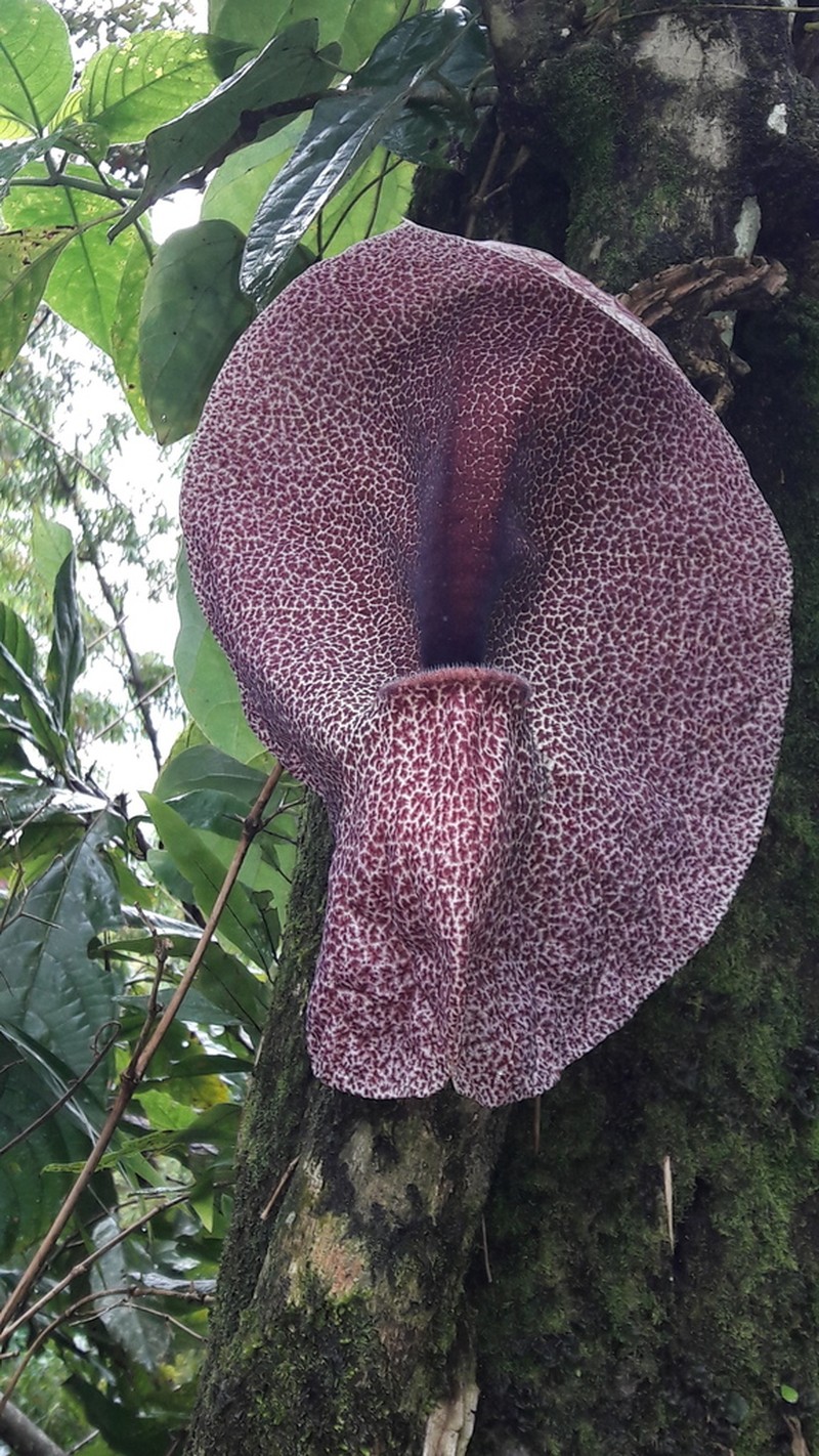 Aristolochia cordiflora photo 2