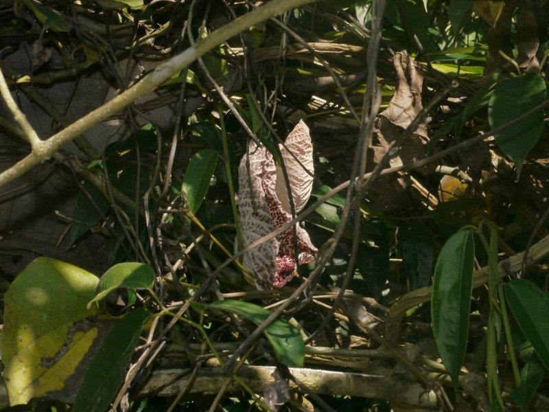 Aristolochia cordiflora photo 3