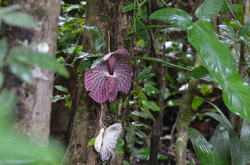 Aristolochia cordiflora photo 4