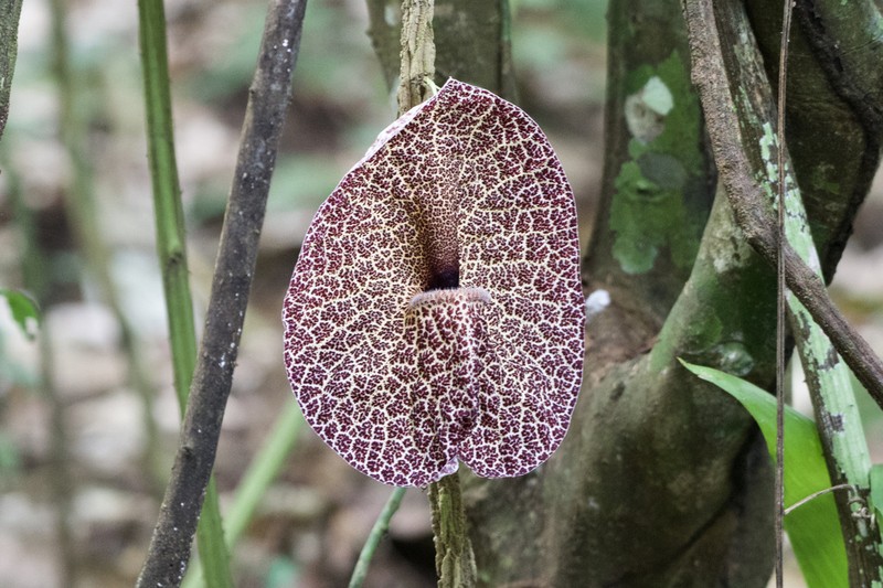 Aristolochia cordiflora photo 5
