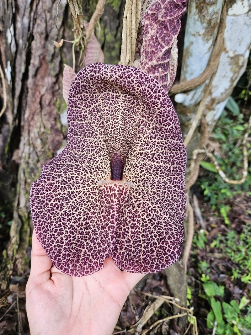 Aristolochia cordiflora photo 6