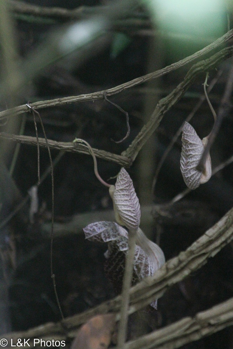Aristolochia cordiflora photo 7