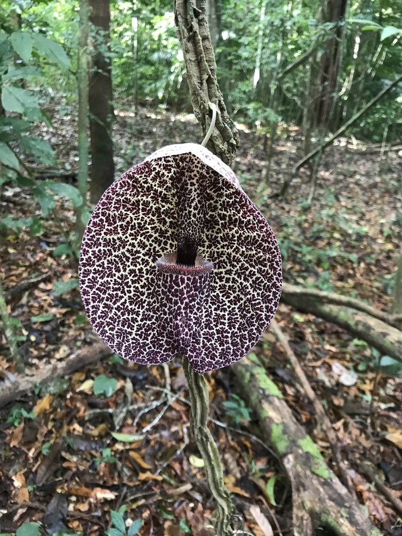 Aristolochia cordiflora photo 8