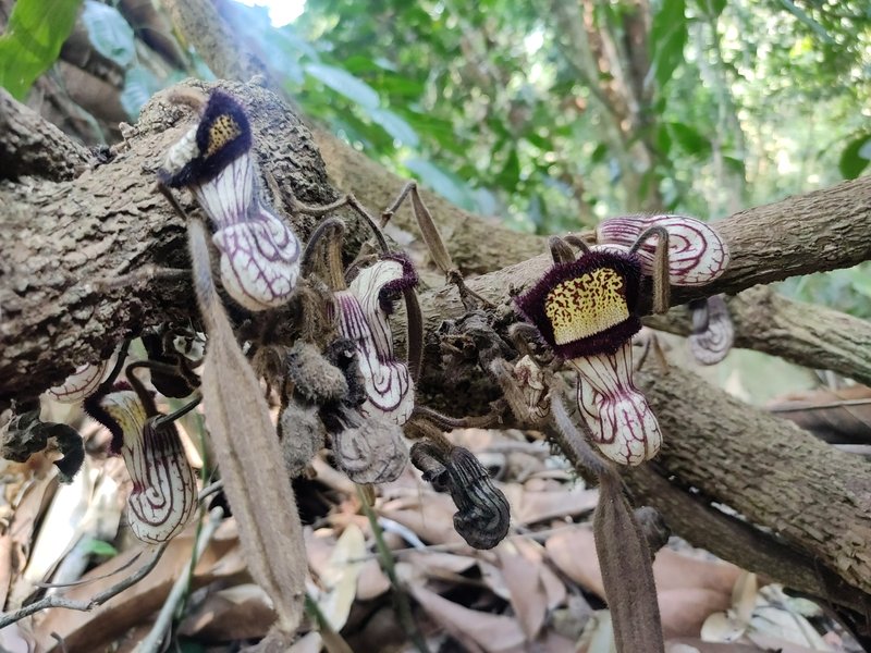 Aristolochia cordifolia