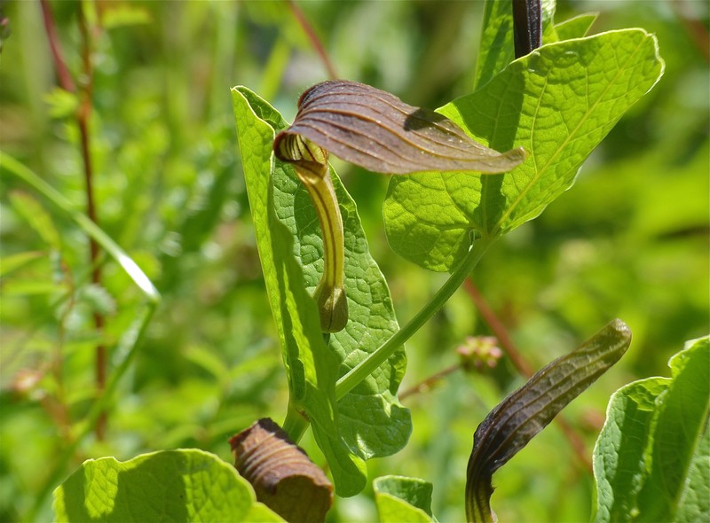 Aristolochia cordifolia