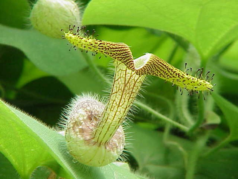 Aristolochia cordifolia photo 2