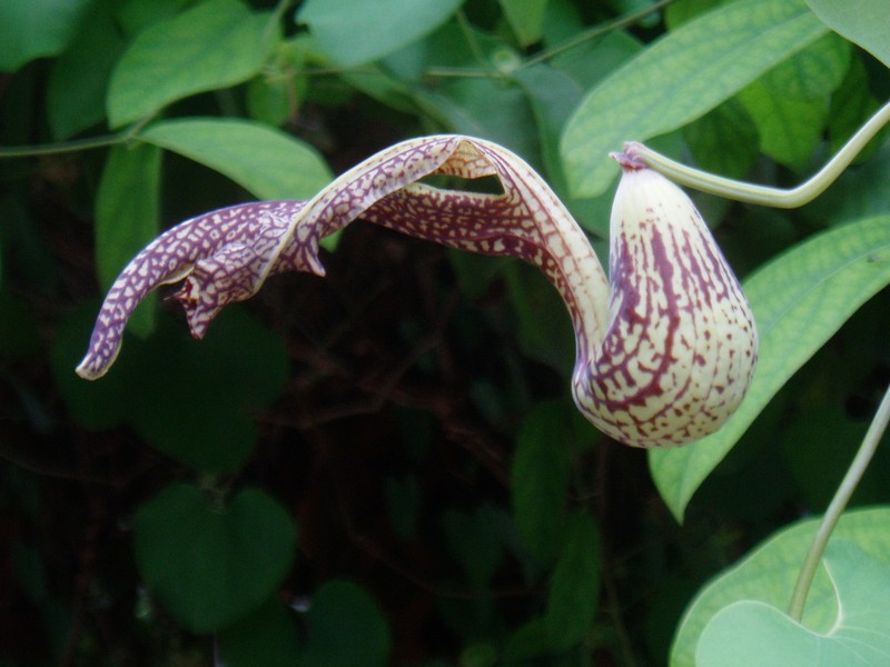 Aristolochia cordifolia photo 3