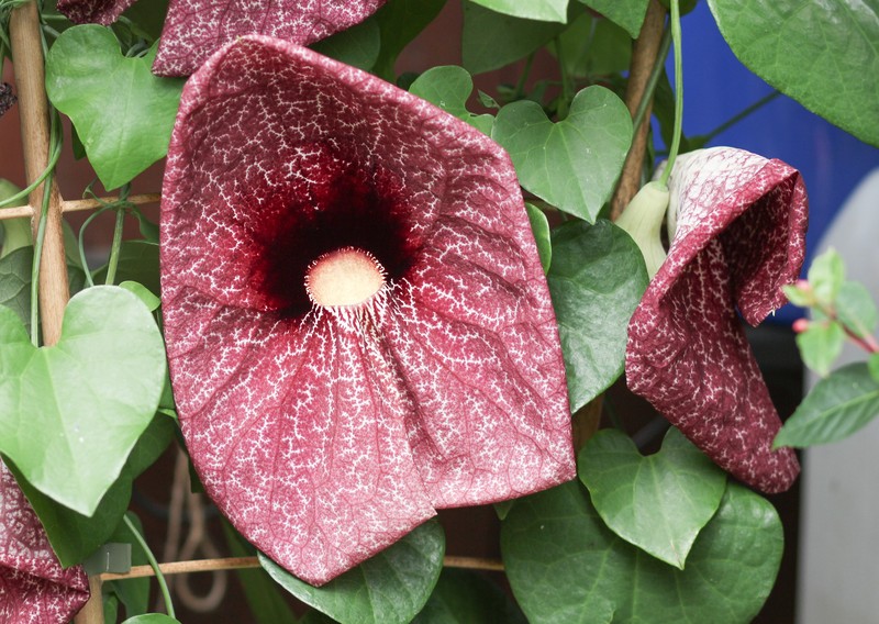 Aristolochia cordifolia photo 4