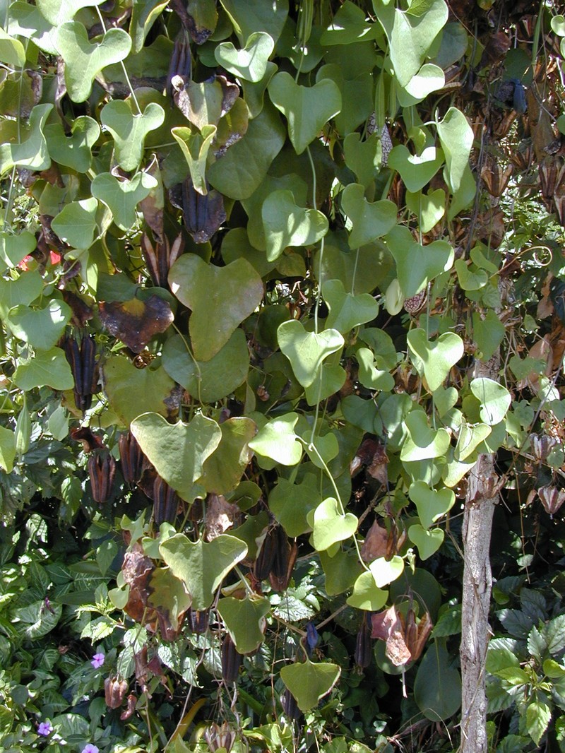 Aristolochia cordifolia photo 5