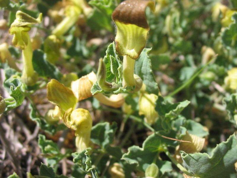 Aristolochia cordifolia photo 7