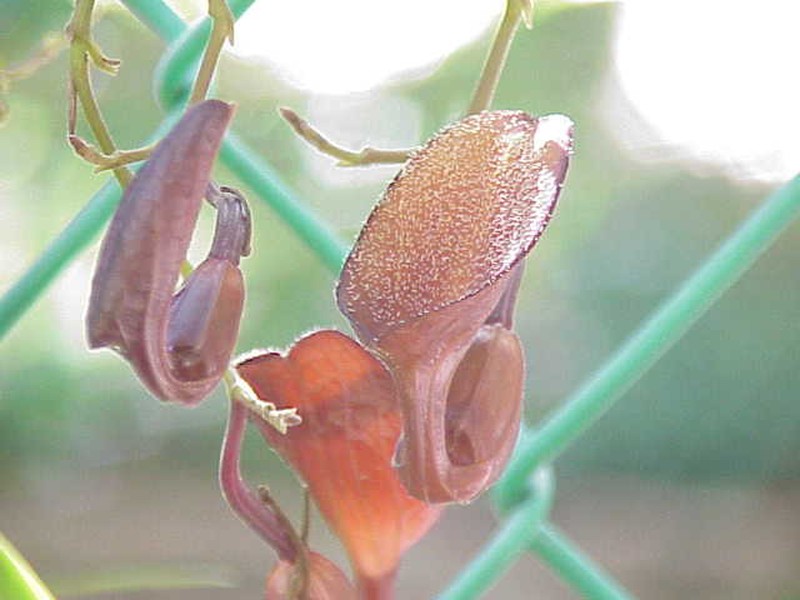 Aristolochia cordifolia photo 8