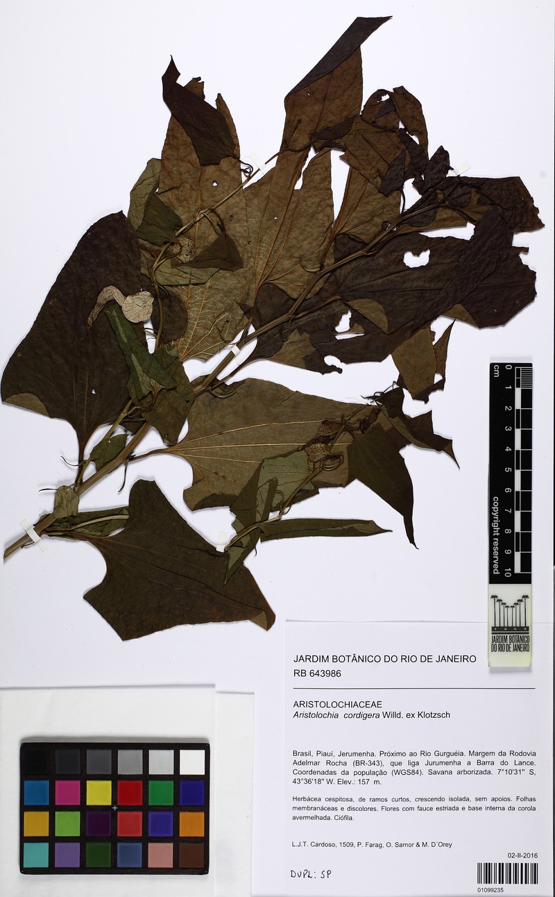 Aristolochia cordigera