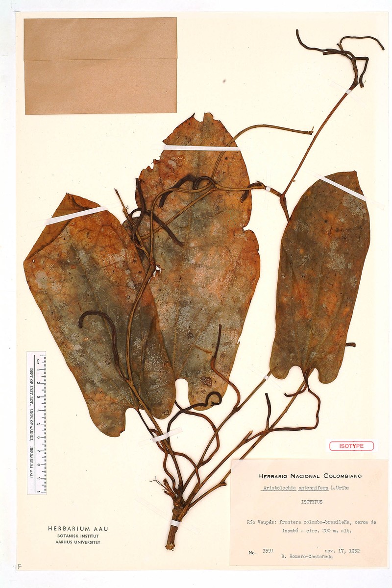 Aristolochia cornuta