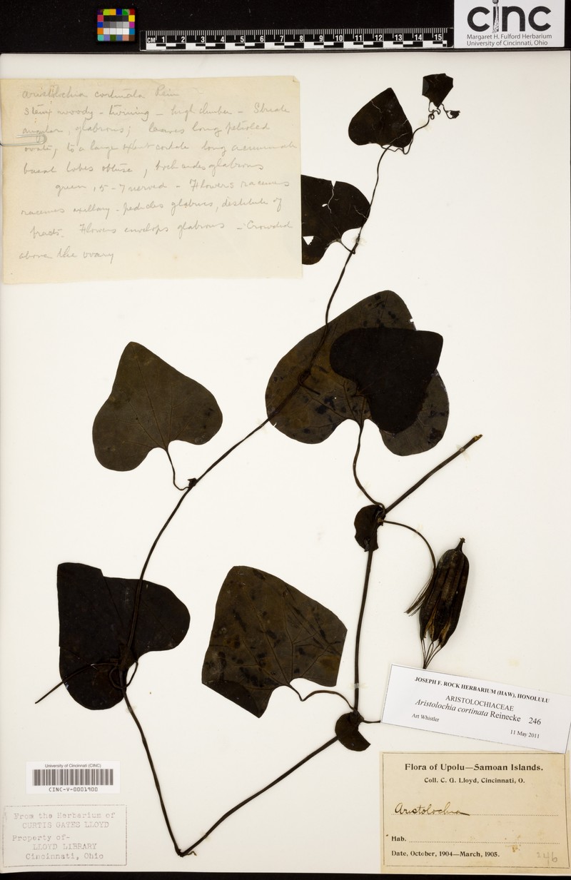 Aristolochia cortinata