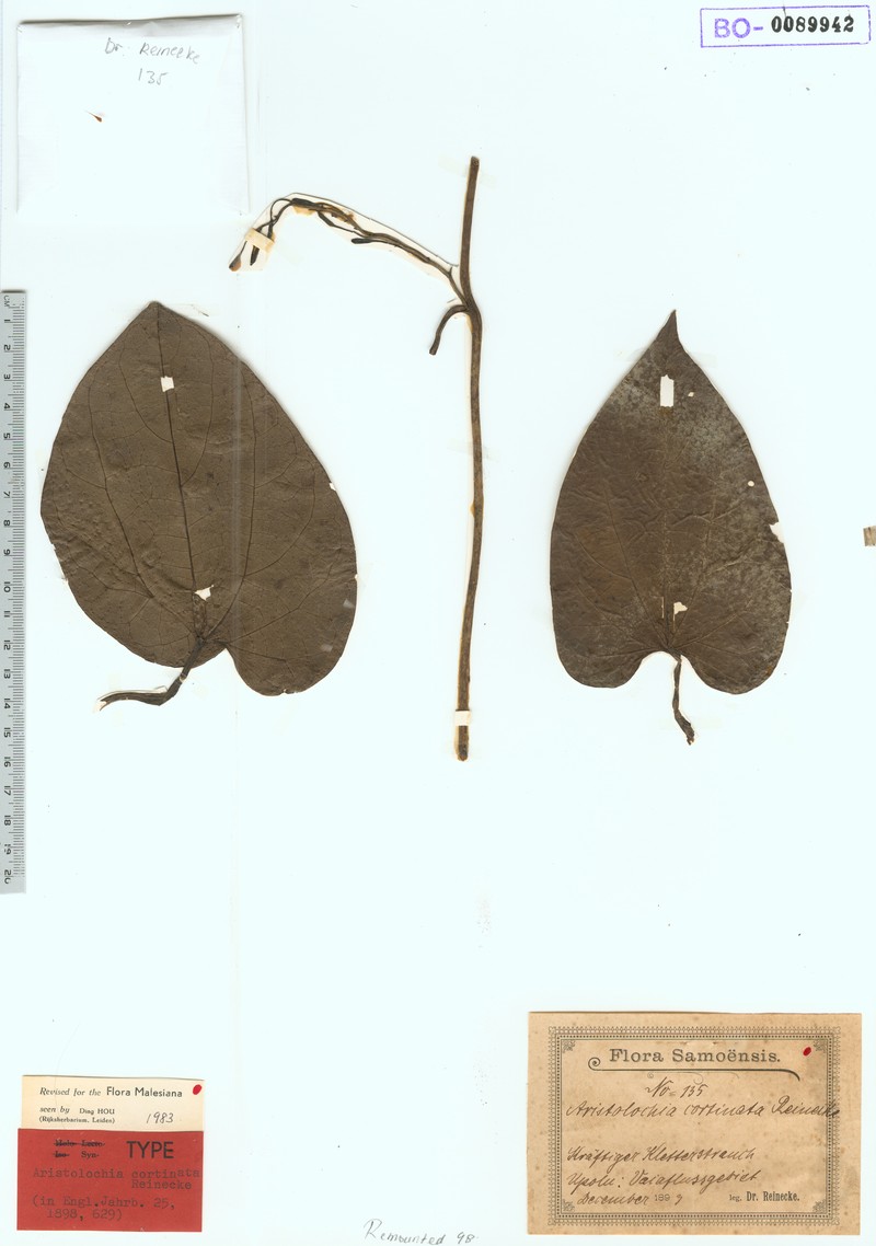 Aristolochia cortinata photo 2