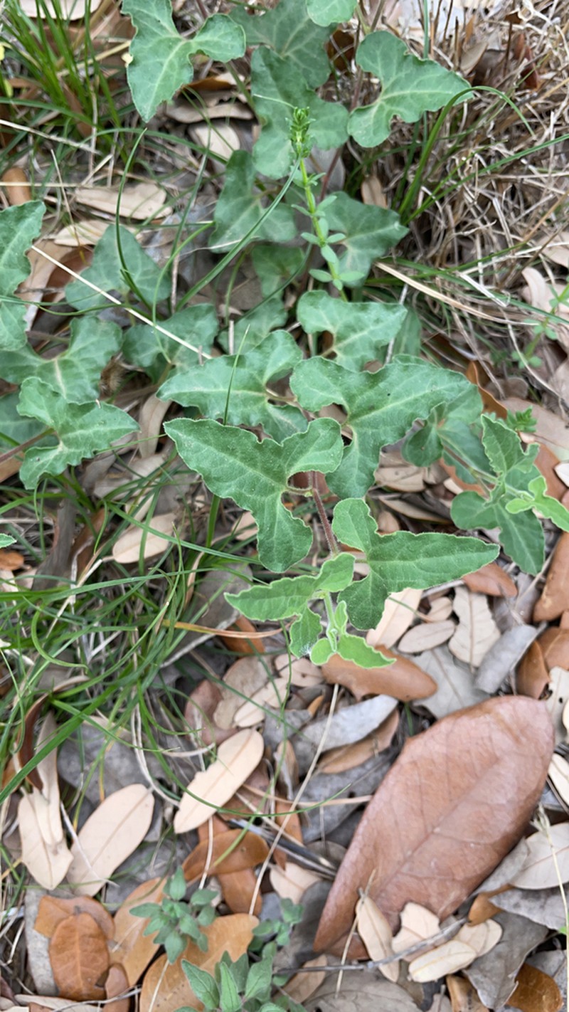 Cory's Dutchman's Pipe