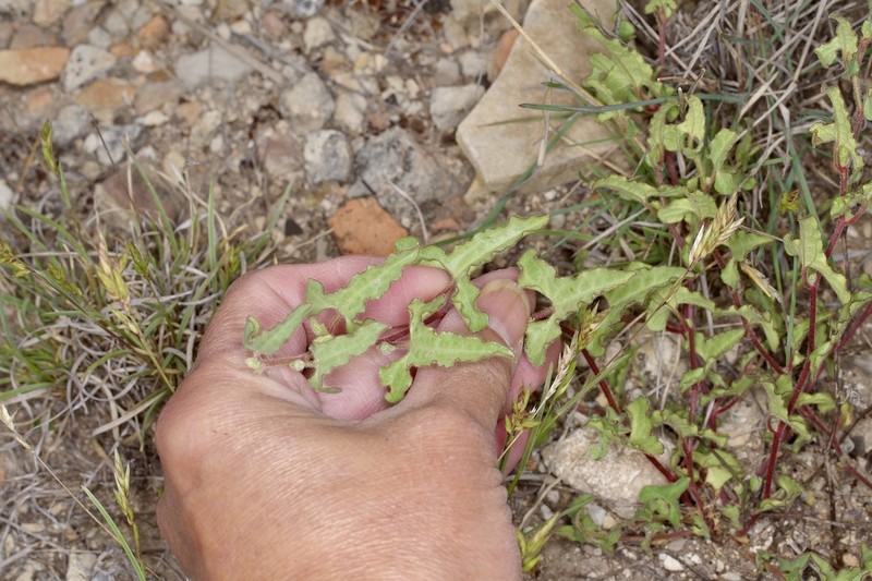 Cory's Dutchman's Pipe photo 2