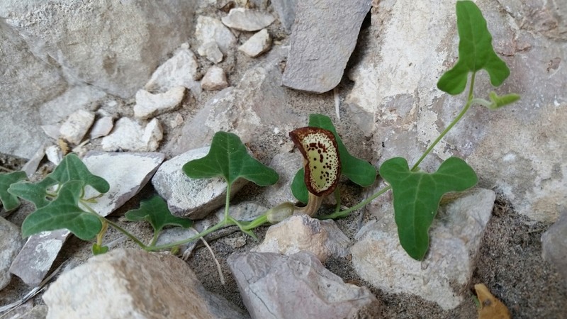 Cory's Dutchman's Pipe photo 3