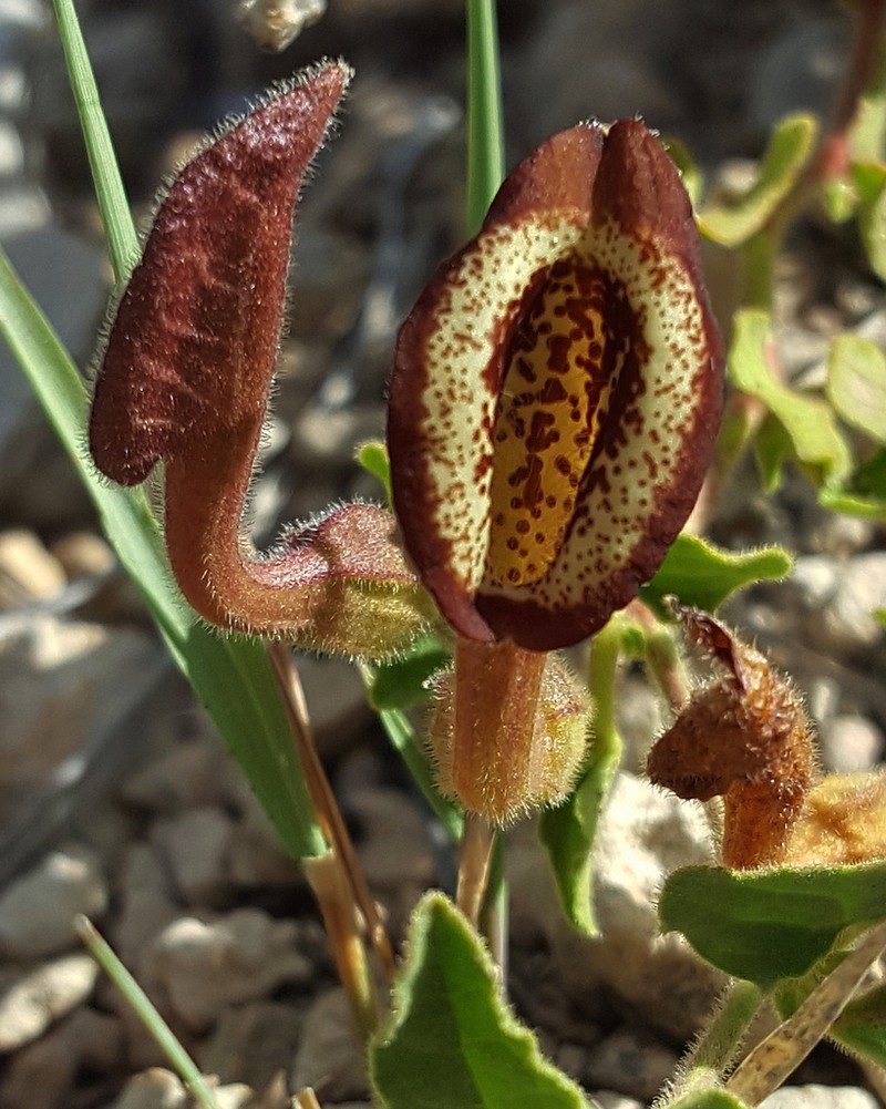 Cory's Dutchman's Pipe photo 5