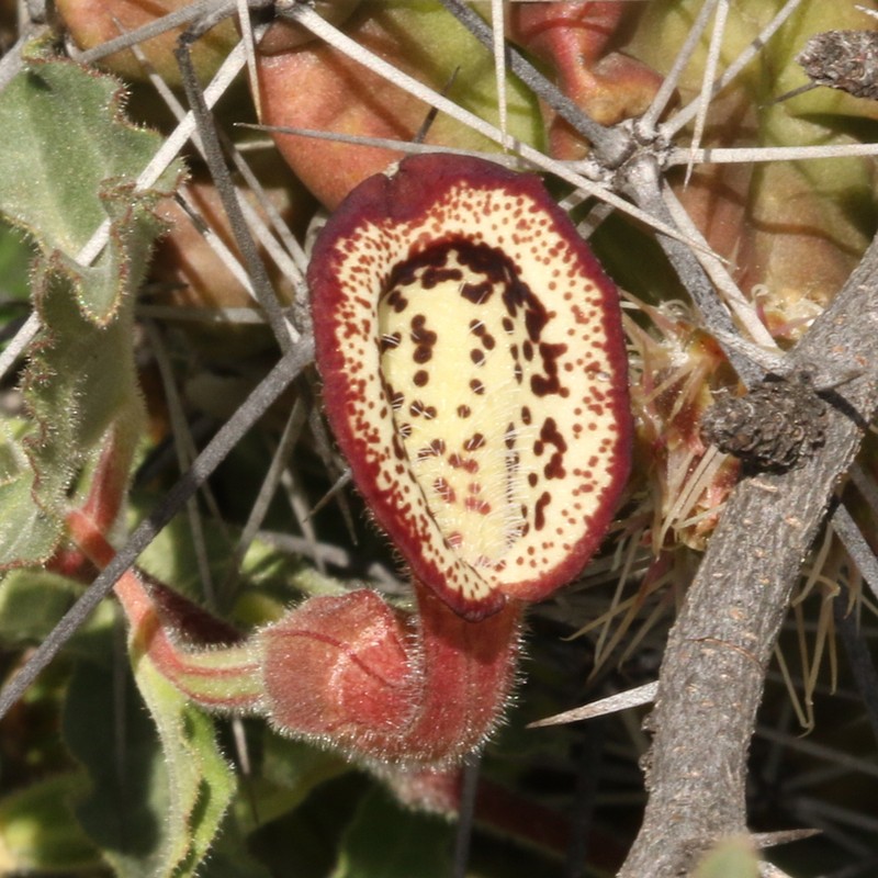 Cory's Dutchman's Pipe photo 6