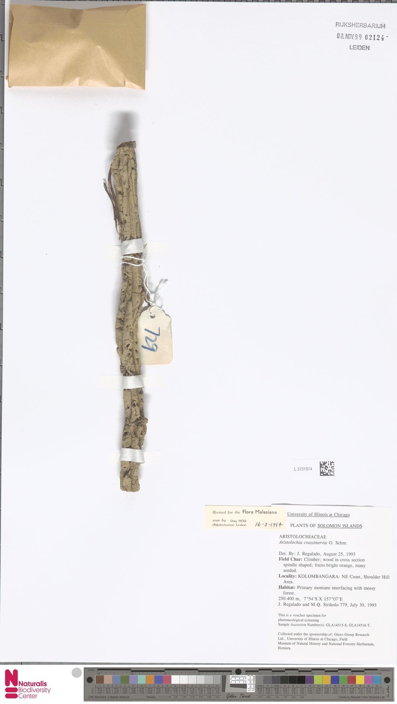 Aristolochia crassinervia