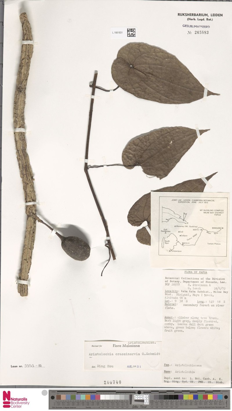 Aristolochia crassinervia photo 2