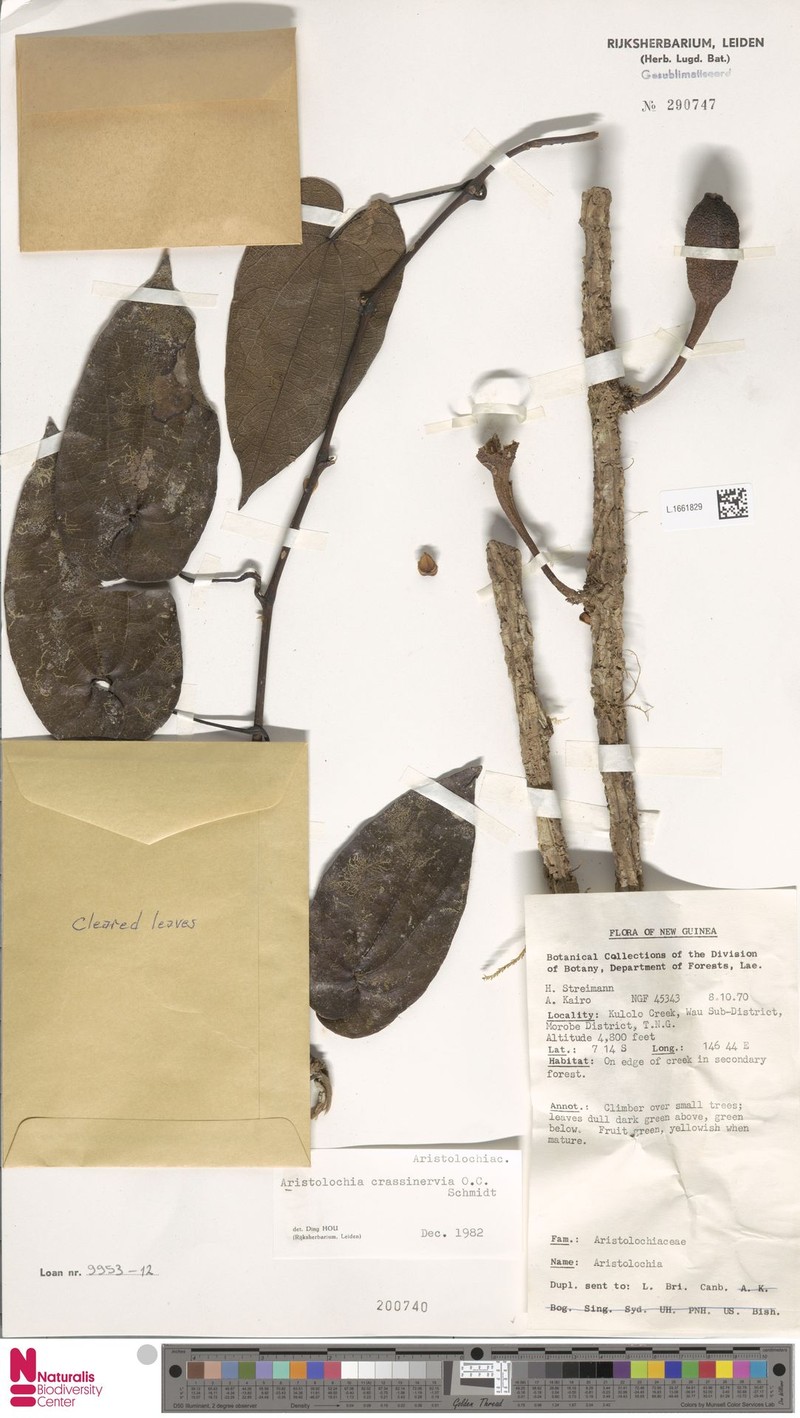 Aristolochia crassinervia photo 3