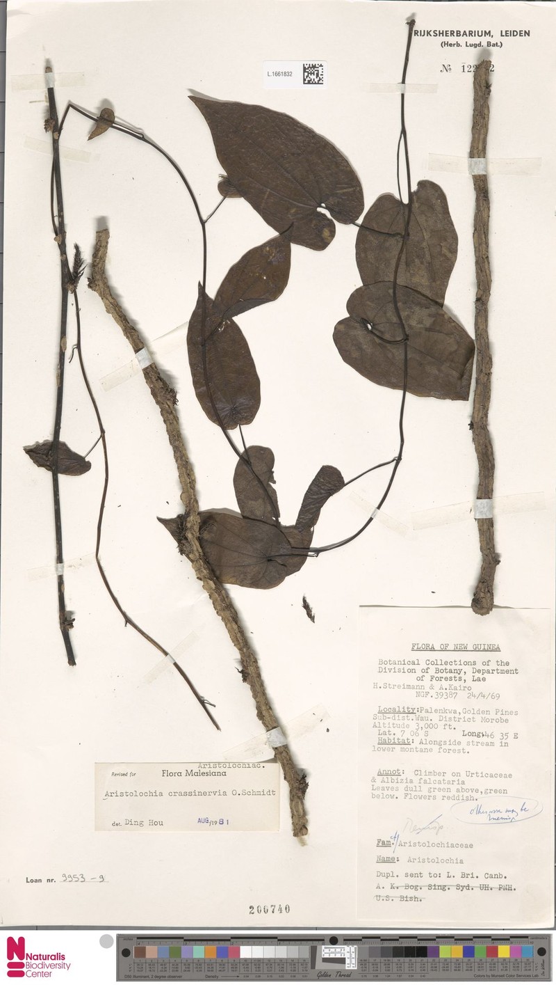 Aristolochia crassinervia photo 4