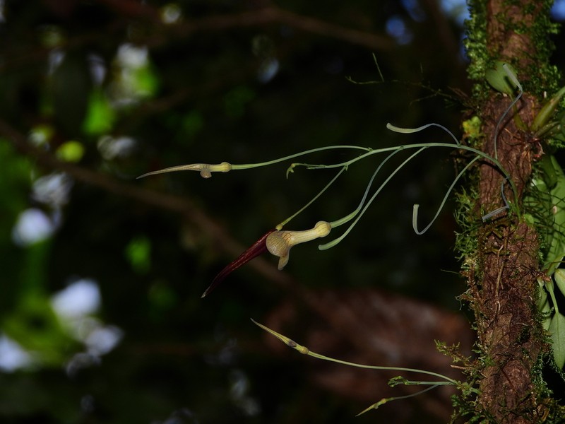 Aristolochia cremersii