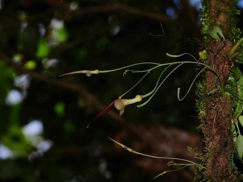 Aristolochia cremersii photo 2