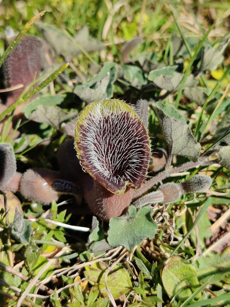 Aristolochia cretica