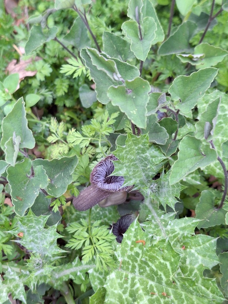 Aristolochia cretica photo 2