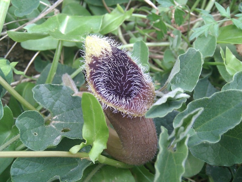 Aristolochia cretica photo 3