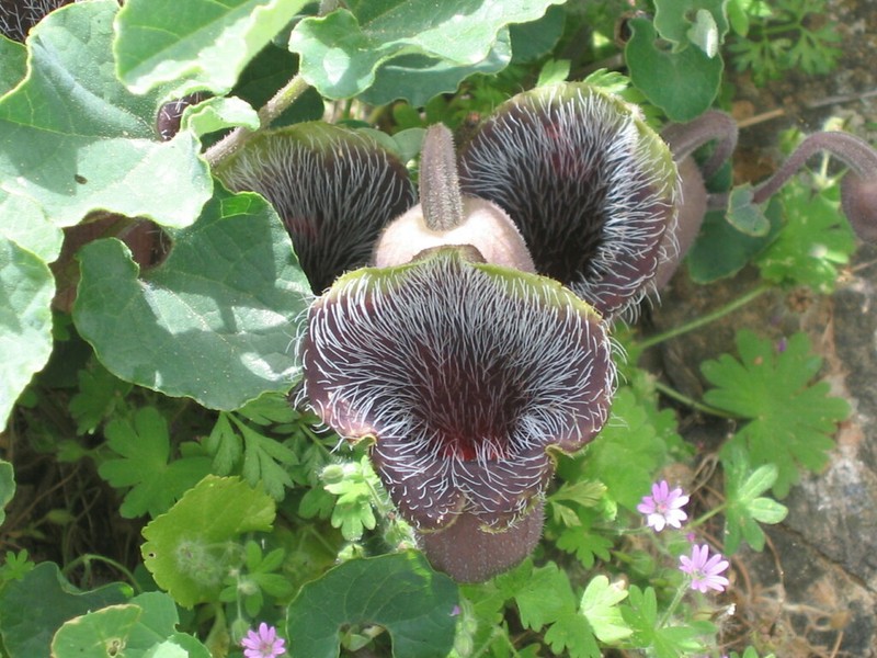 Aristolochia cretica photo 4