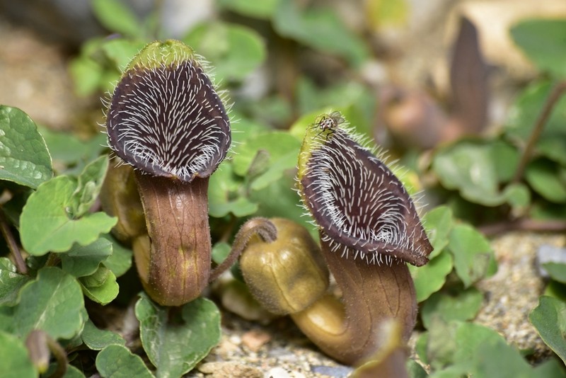 Aristolochia cretica photo 5