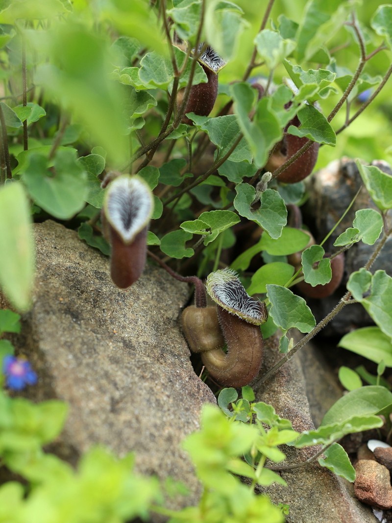 Aristolochia cretica photo 6