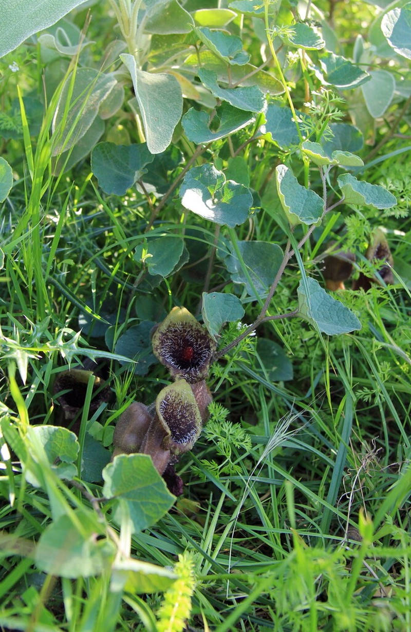 Aristolochia cretica photo 7