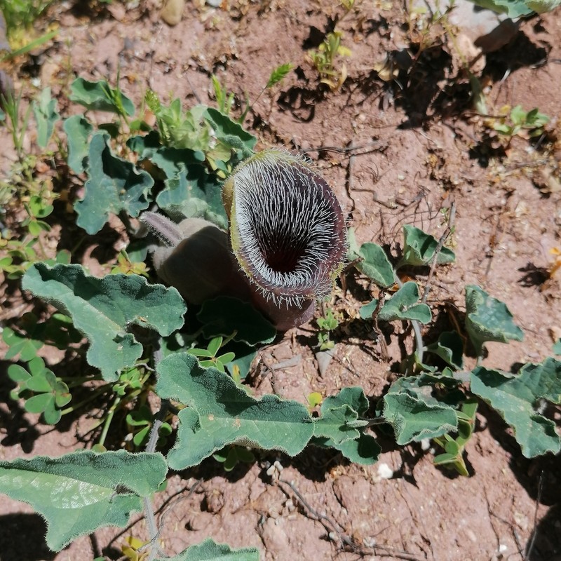 Aristolochia cretica photo 8