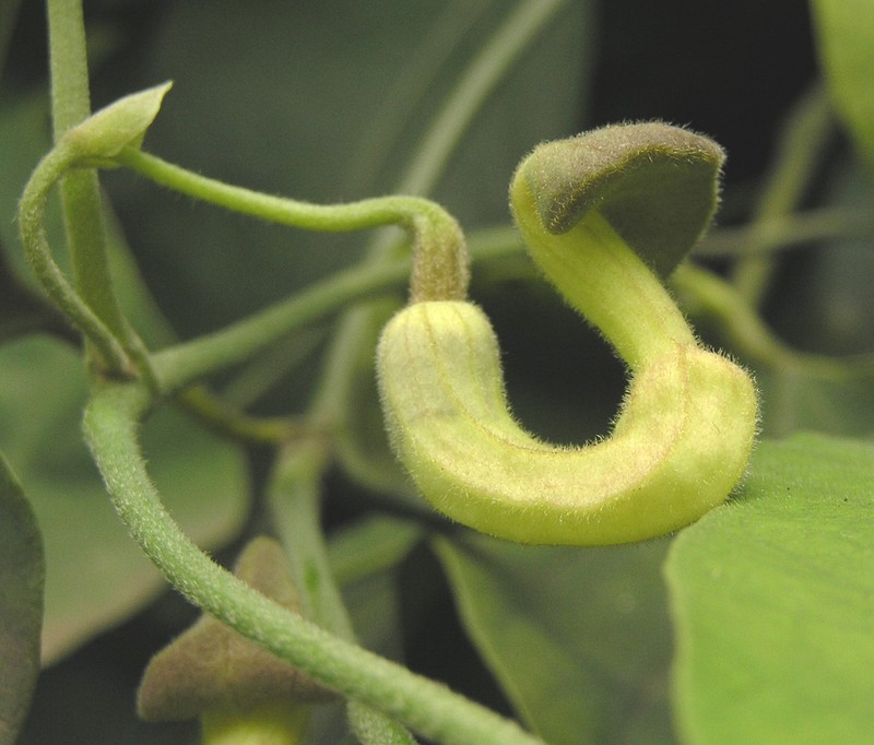 Aristolochia cucurbitifolia