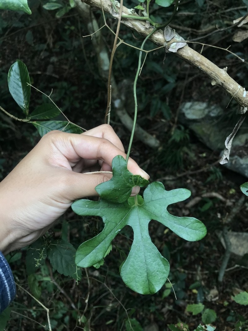 Aristolochia cucurbitifolia photo 2
