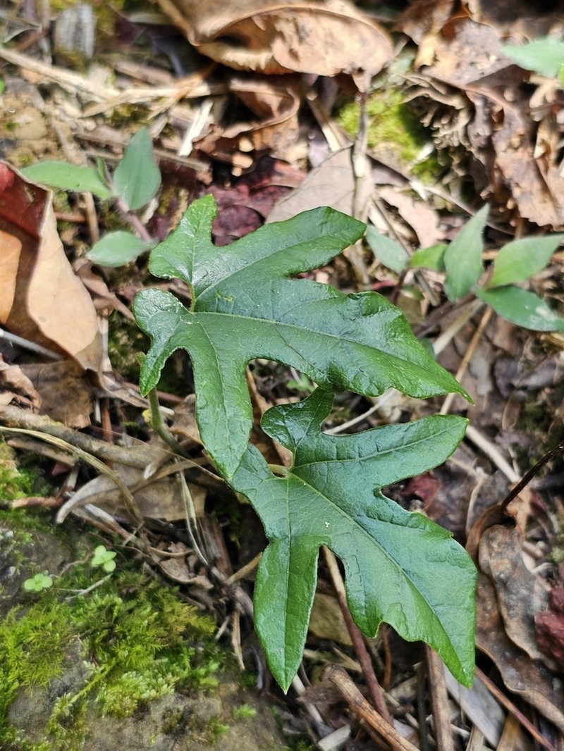 Aristolochia cucurbitifolia photo 3
